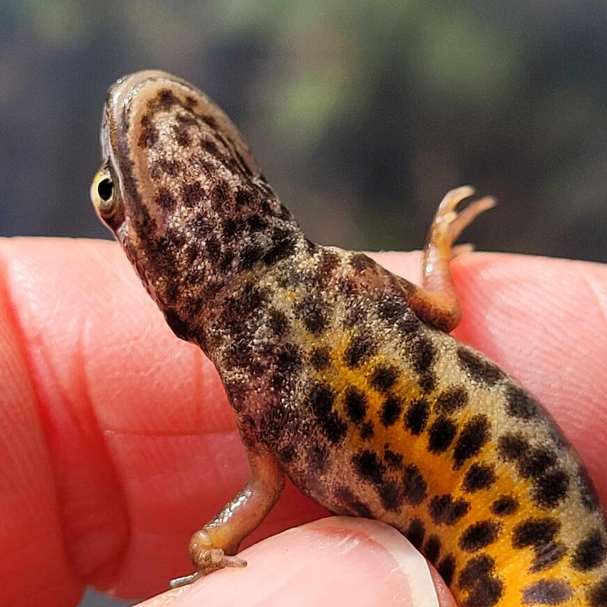 Salamander